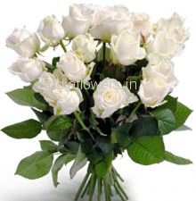 20 White Roses